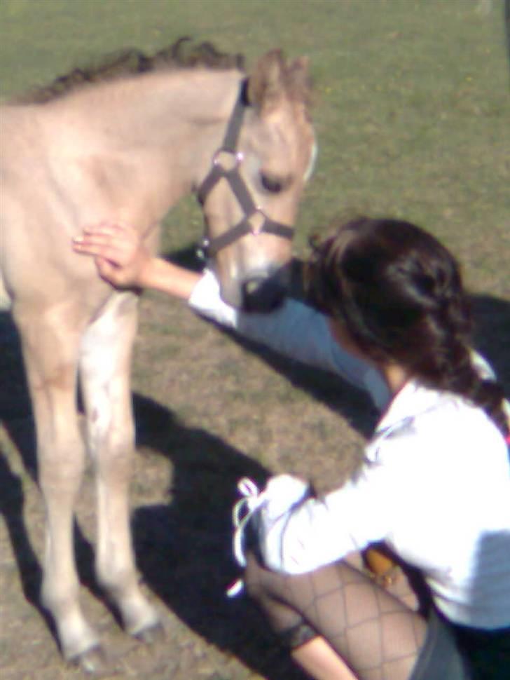 Anden særlig race Cazador DØD d.16.02.10 - Taget på min føzzdag, den 04juni.2008 af min storsøster <3  billede 16
