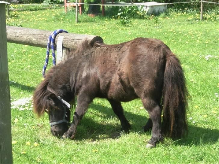 Shetlænder Emil - Aflivet ! - ´ Endnu et "klø - sted" ;)  billede 8