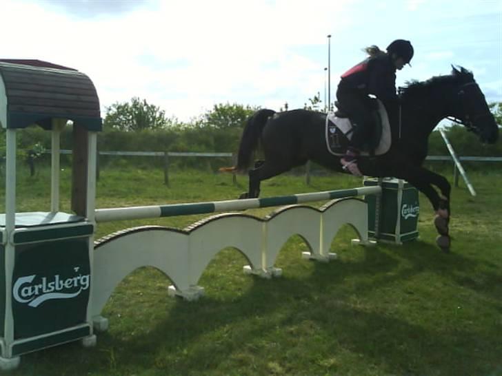 Anden særlig race Fromsmindes Effino. SOLGT billede 11