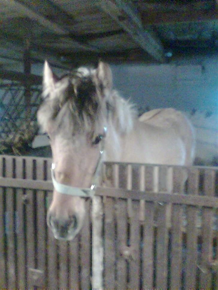 Anden særlig race Shanita Solgt :( - Shanita i boksen. billede 1