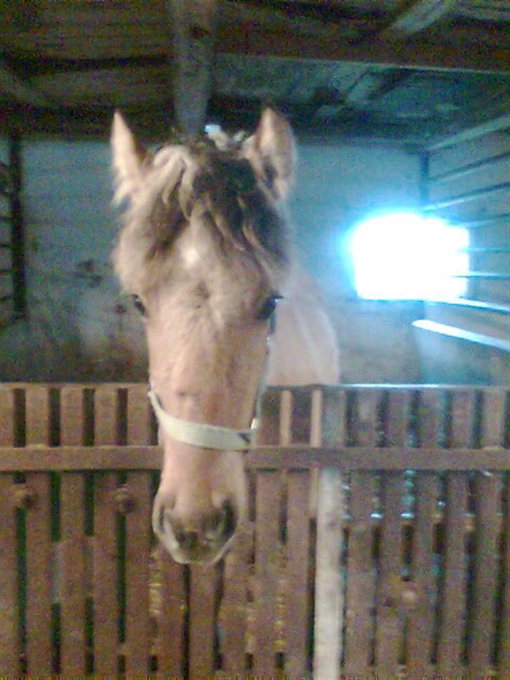 Anden særlig race Shanita Solgt :( - Shanita i boksen. (Undskyld kvaliteten!) billede 2