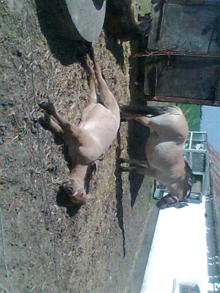 Anden særlig race Shanita Solgt :( billede 3