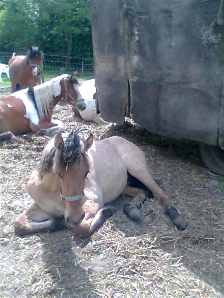 Anden særlig race Shanita Solgt :( billede 4