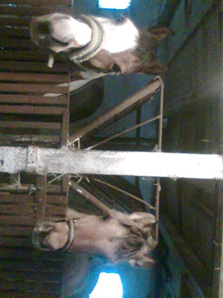 Anden særlig race Shanita Solgt :( billede 7