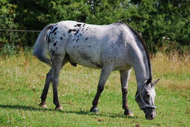 Appaloosa He is My Happiness(Happy) - Happy på fold - d. 7. august 2010 billede 8