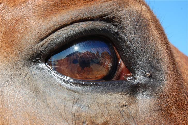 Dansk Varmblod Ulixes billede 2
