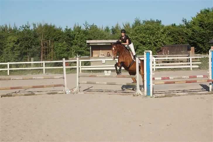 Dansk Varmblod Ulixes - d. 4 juni på trollemosen - 80 cm sløjfe  billede 3