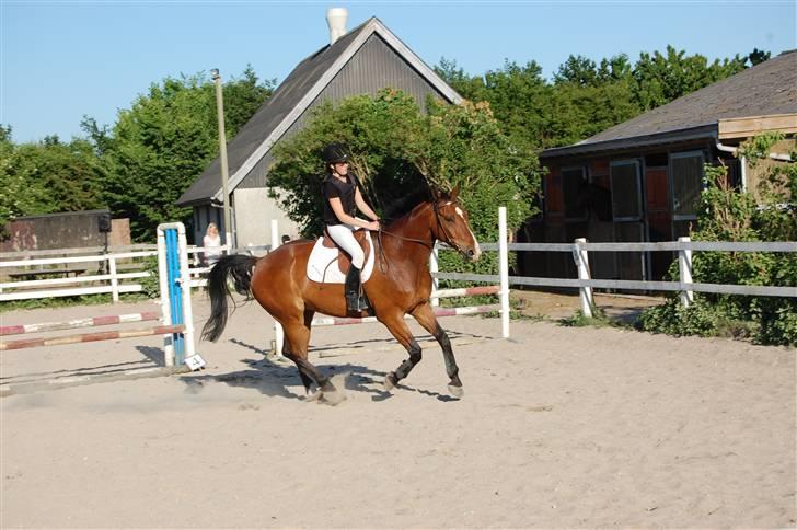 Dansk Varmblod Ulixes - d. 4 juni på trollemosen - 80 cm sløjfe  billede 5