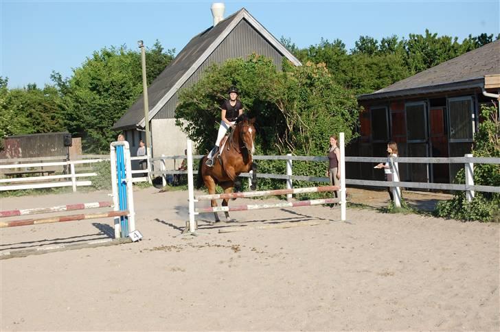Dansk Varmblod Ulixes - d. 4 juni på trollemosen - 80 cm sløjfe  billede 6