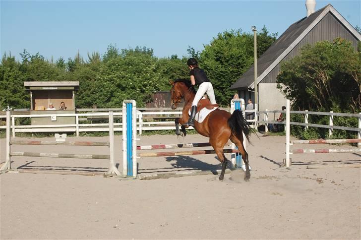 Dansk Varmblod Ulixes - d. 4 juni på trollemosen - 80 cm sløjfe  billede 7