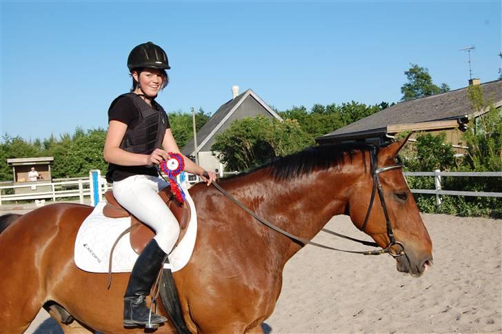 Dansk Varmblod Ulixes - d. 4 juni på trollemosen - 80 cm sløjfe  billede 8