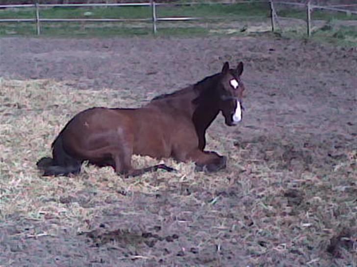 Dansk Varmblod Ulixes - Nåårh hjemme på folden  billede 10