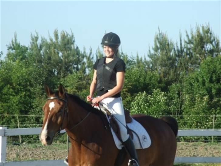 Dansk Varmblod Ulixes - d. 4 juni på trollemosen - 80 cm sløjfe  billede 11