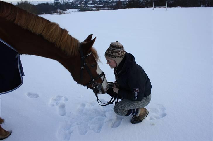 Dansk Varmblod Gaston Nørgaard - Love <3 Foto: Mor billede 15