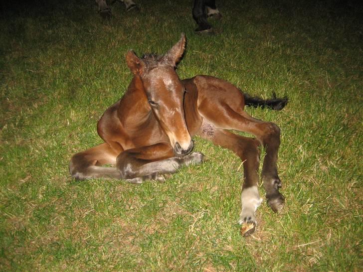 Dansk Varmblod Graversgaards Christobal billede 1