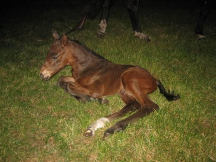 Dansk Varmblod Graversgaards Christobal billede 2
