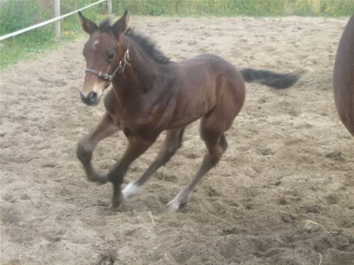 Dansk Varmblod Graversgaards Christobal billede 3