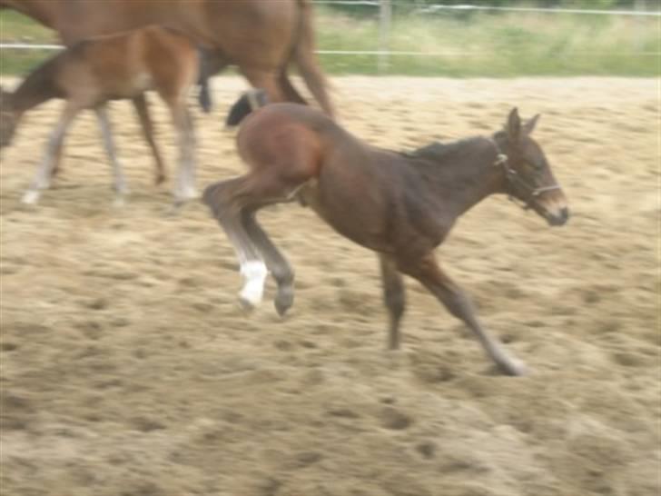 Dansk Varmblod Graversgaards Christobal billede 4