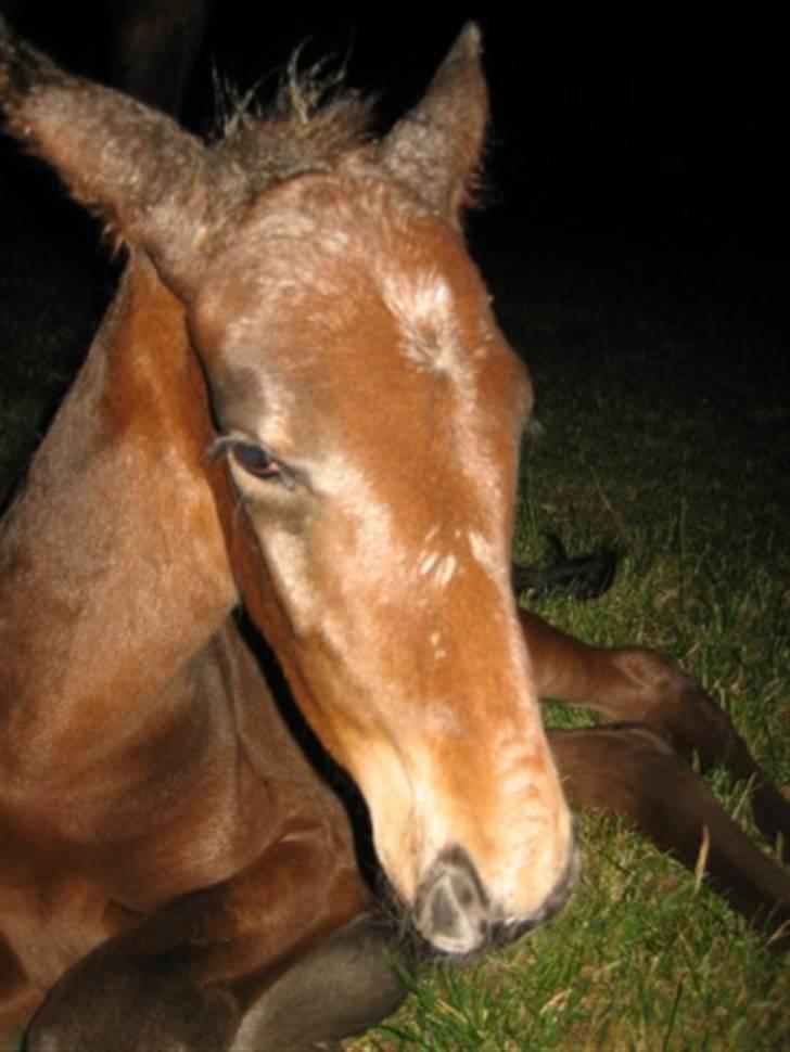 Dansk Varmblod Graversgaards Christobal billede 5