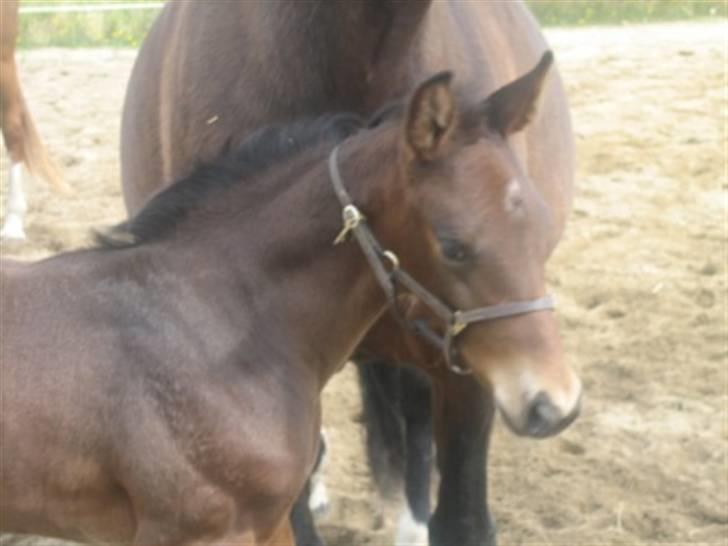 Dansk Varmblod Graversgaards Christobal billede 6