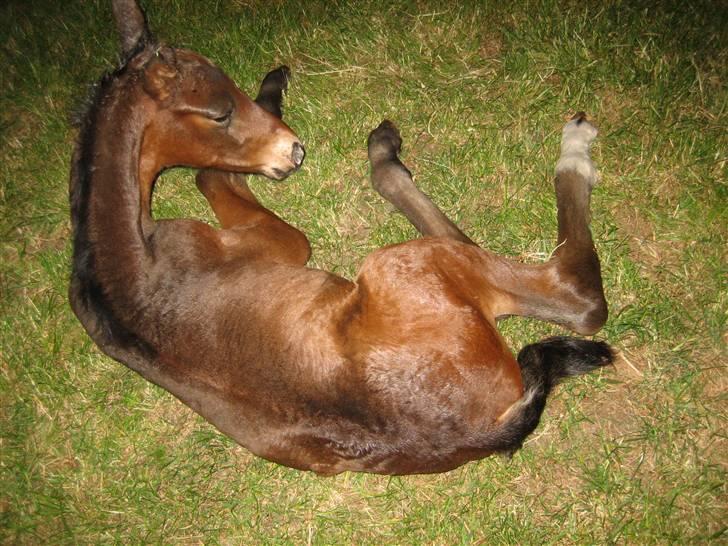 Dansk Varmblod Graversgaards Christobal billede 7