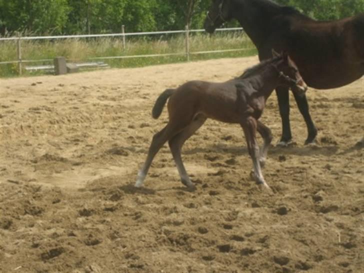 Dansk Varmblod Graversgaards Christobal billede 8