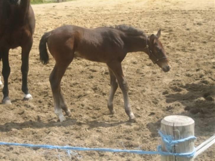 Dansk Varmblod Graversgaards Christobal billede 9