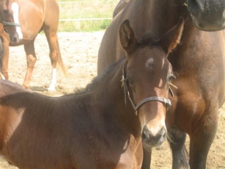 Dansk Varmblod Graversgaards Christobal billede 10