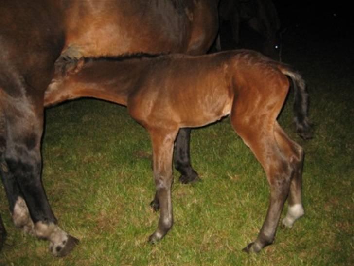 Dansk Varmblod Graversgaards Christobal billede 11