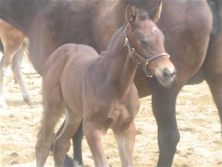 Dansk Varmblod Graversgaards Christobal billede 12