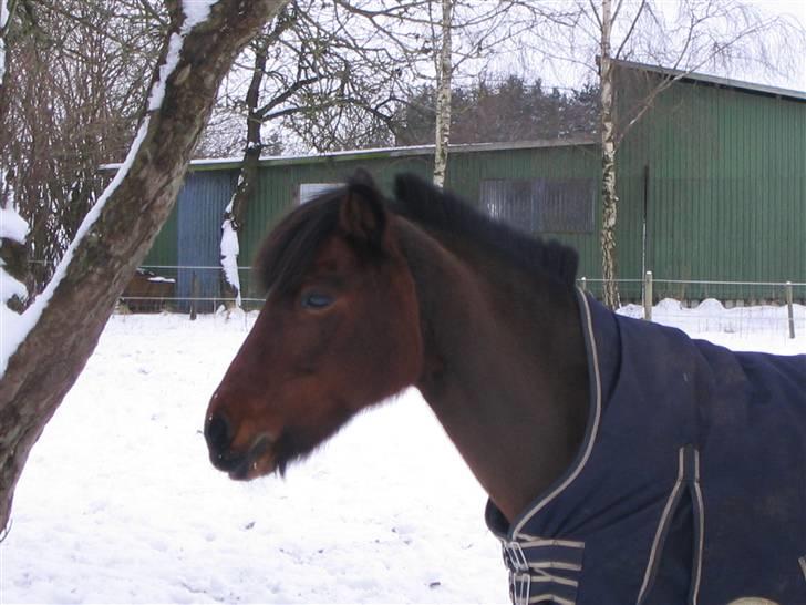 Anden særlig race midnigth<3 R.I.P  - moren til midnigt men er solgt og er 3 pony  billede 5