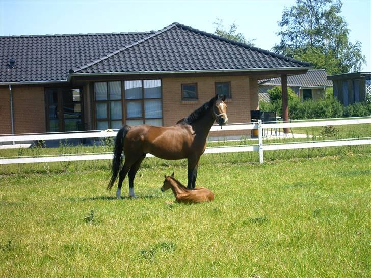 DSP Nørlunds Eliza (Solgt) billede 16