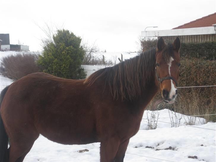 DSP Nørlunds Eliza (Solgt) billede 17