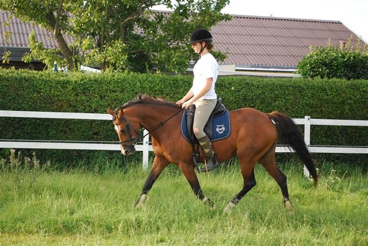 DSP Nørlunds Eliza (Solgt) - Min stjerne :)<3 billede 18