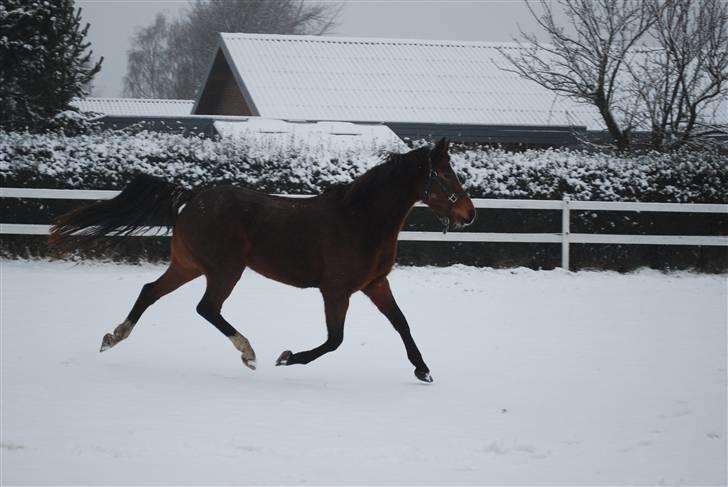 DSP Nørlunds Eliza (Solgt) billede 19