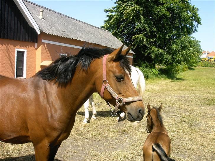 DSP Nørlunds Eliza (Solgt) billede 20