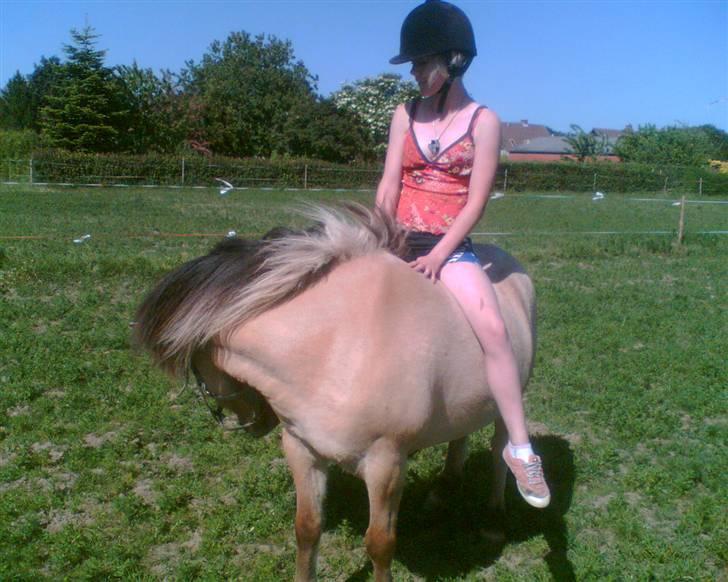 Anden særlig race Zimba / Rex - Uden sadel og hoved tøj på marken. ILU rex´er (:<3 billede 3