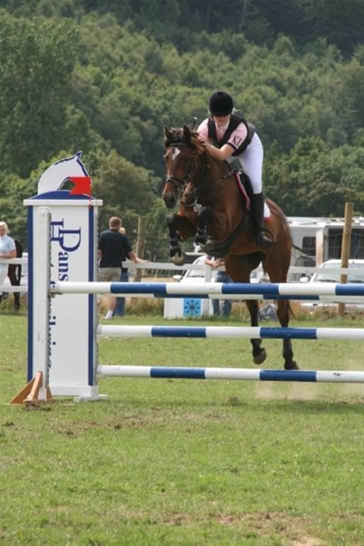 Dansk Varmblod Lille Sandagers Corona  - Jysk 09  billede 3