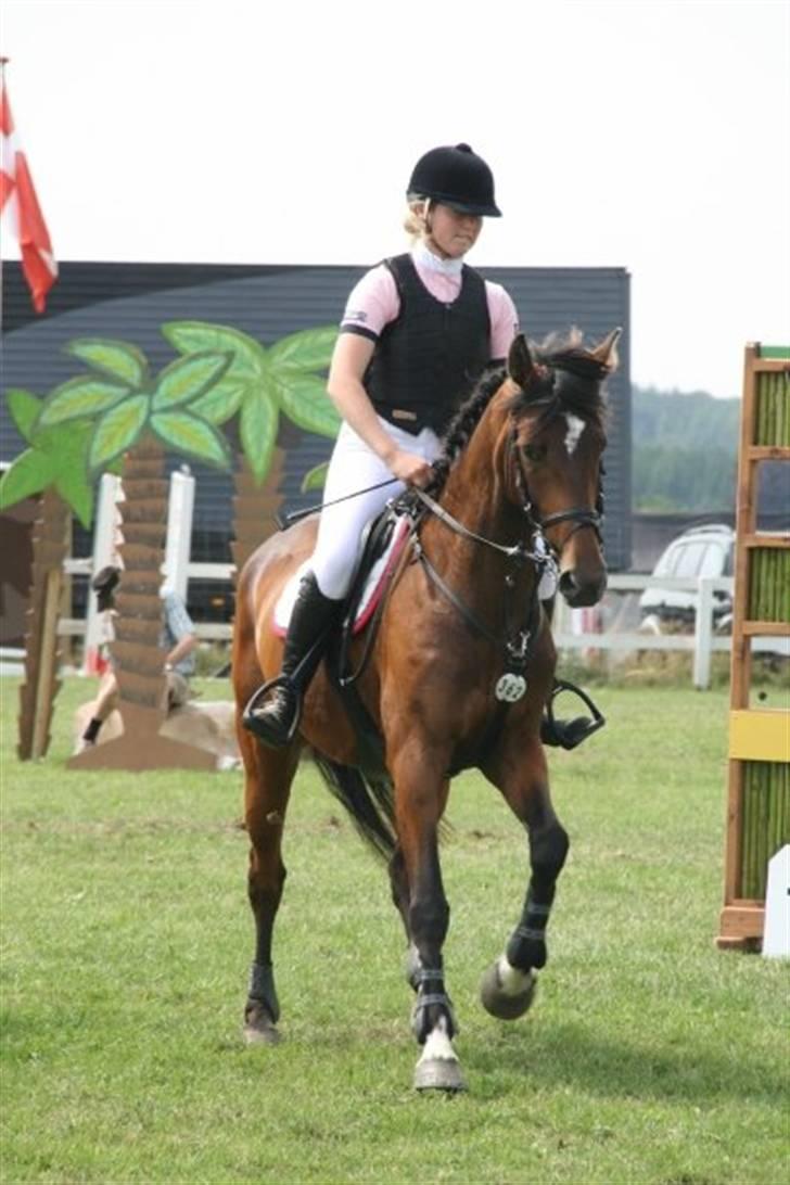 Dansk Varmblod Lille Sandagers Corona  - Jysk 09  billede 4