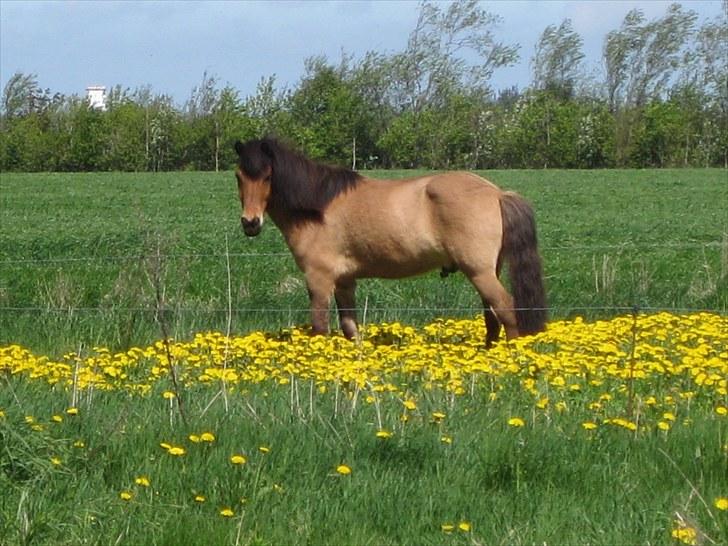 Islænder Golnir fra Nr. Felding - 14. Golnir på marken imellem alle mælkebøtter :) Foto: Mig billede 14
