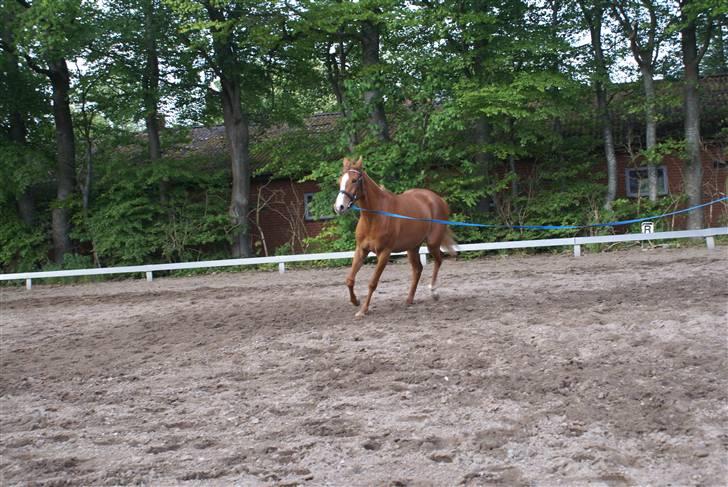 Welsh Partbred (Sec F) Zena billede 14