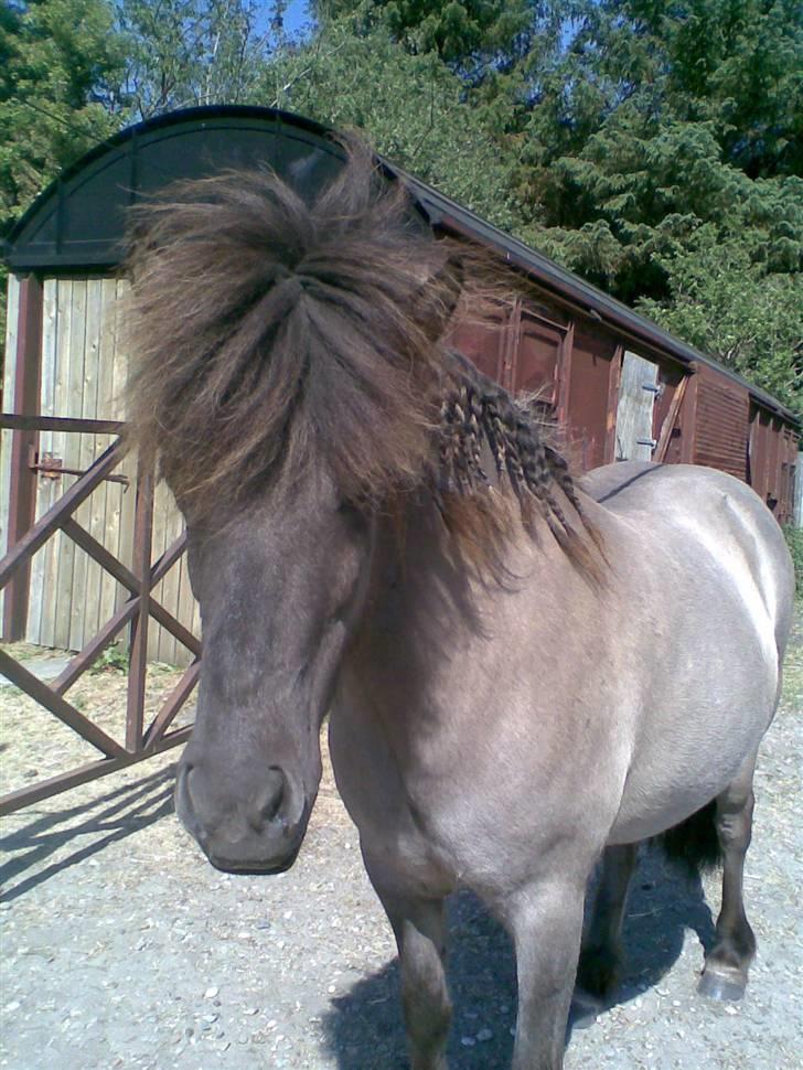 Islænder Hula fra lille nørregård - Her er min søde nye hest Hüla fra lille nørregård. billede 1