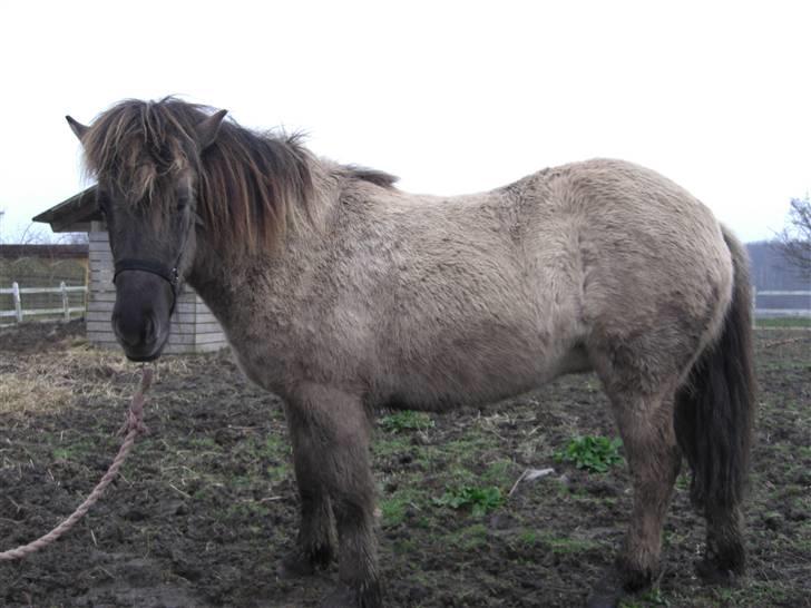 Islænder Hula fra lille nørregård - Sådan her så Hüla ud da jeg første gang var ovre og se hende. billede 2