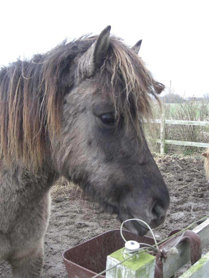 Islænder Hula fra lille nørregård - Prinsesse? Hmmm... Men hun havde alligevel noget over sig der overbeviste mig om at hun skulle være min nye hest. billede 3