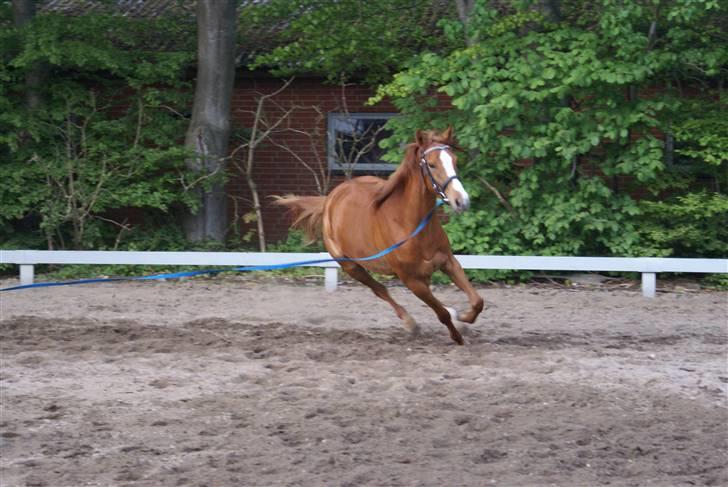 Welsh Partbred (Sec F) Zena billede 16