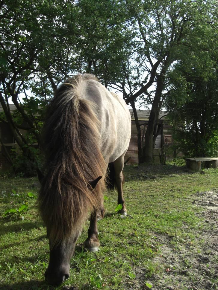 Islænder Hula fra lille nørregård - Lidt mere up to date. Her har hun smidt vinter pelsen, fået lidt længere hale (og fået den vasket). billede 4