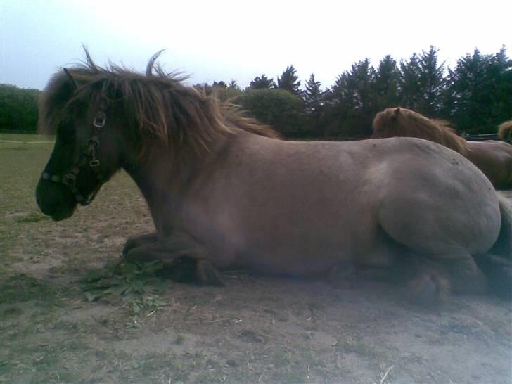 Islænder Hula fra lille nørregård - Min søde lille hest der ligge og tager sig en formiddags lur. :-) billede 5
