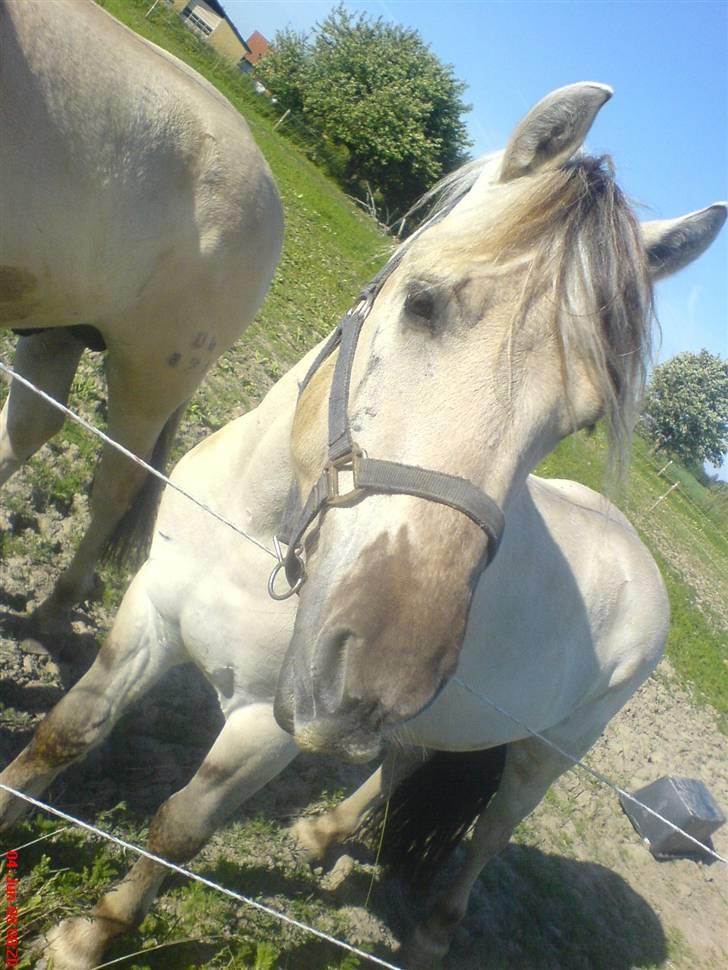 Fjordhest Figgo  - (: Figgo Fjordhest billede 4