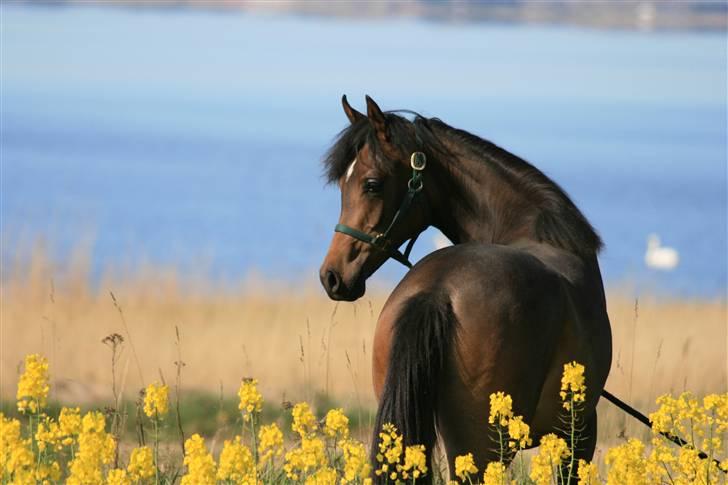 Arabisk fuldblod (OX) Fanillah billede 15