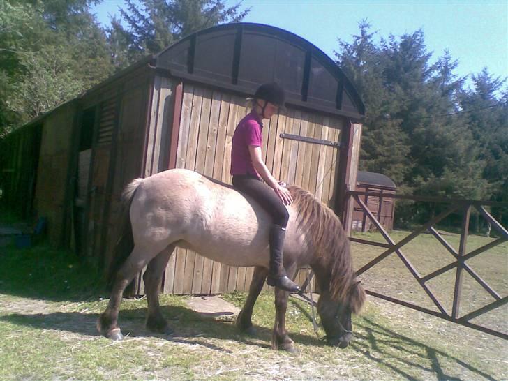 Islænder Hula fra lille nørregård - Det har var vist første gang jeg sad på hende. billede 6